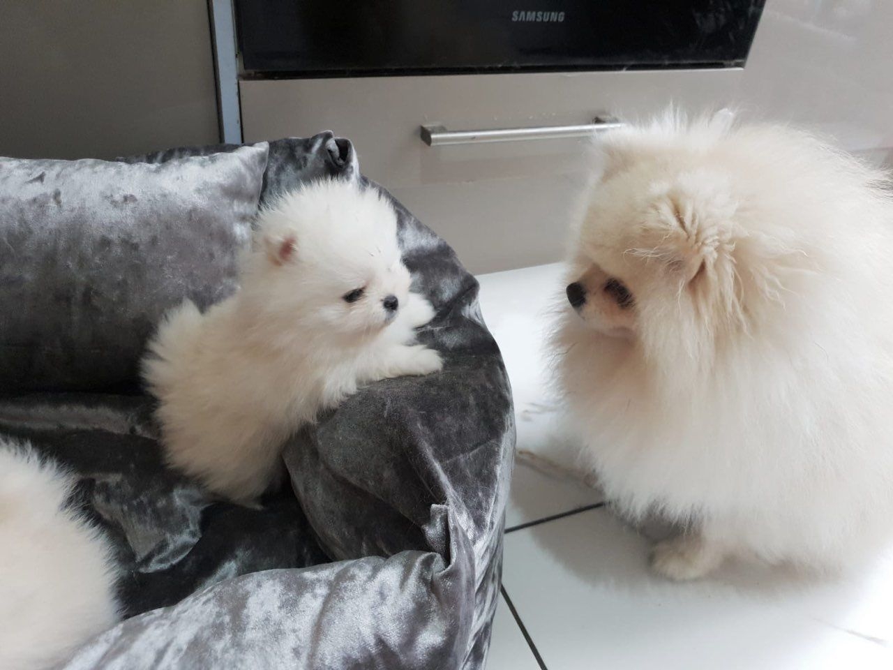 Cuccioli di Pomerania