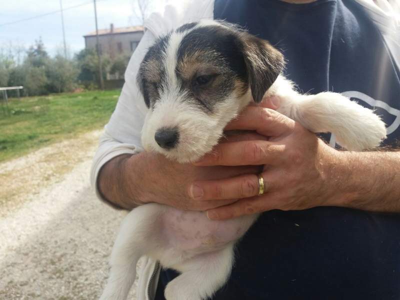 JACK RUSSELL TERRIER CUCCIOLI