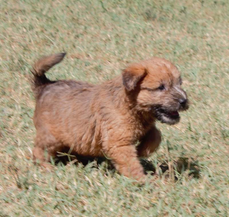 Irish soft coated wheaten terrier cuccioli