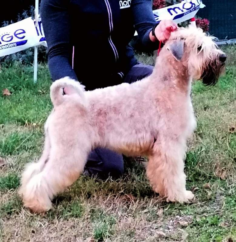 Irish soft coated wheaten terrier cuccioli