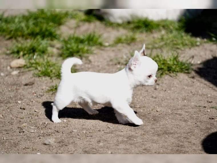 Cuccioli di chihuahua con pedigree cercano casa