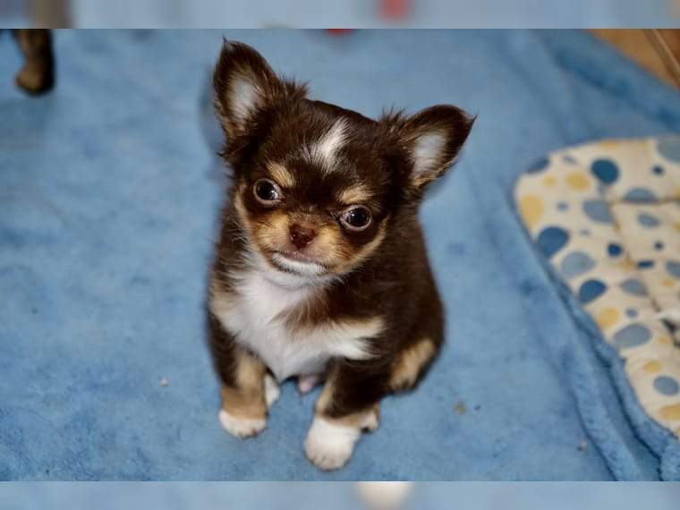 Cuccioli di chihuahua con pedigree cercano casa